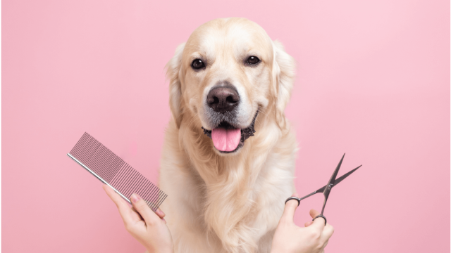 Our pets mirror who we are. So find out what beauty steps you should take with your dog!