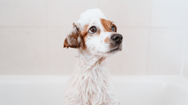 Why should you call an expert when bathing your dog?
