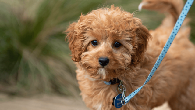 4 Dicas essenciais para encontrar a coleira perfeita para o seu cão