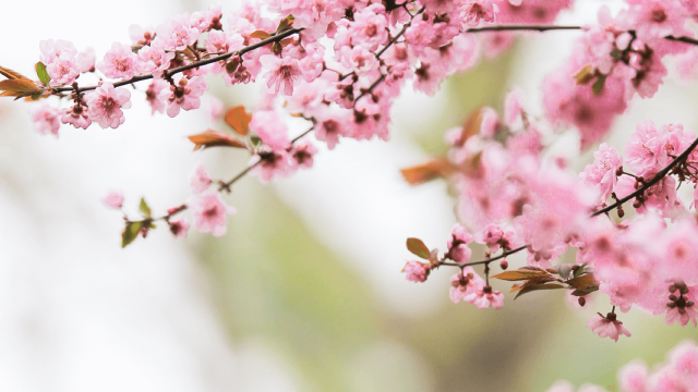 This summer, give your garden a new lease of life!