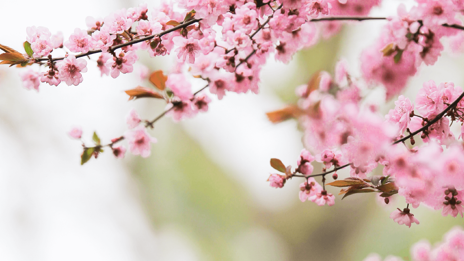 Este verão, dê uma nova vida ao seu jardim!